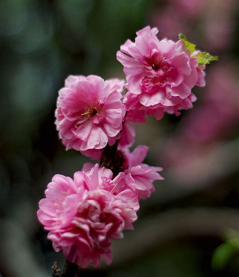 桃花流年